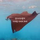 킹로지스틱스(King logistics) | 발리스쿠버다이빙 5박 6일 사파리 투어, 한인샵 킹다이브발리