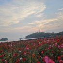 순정민박 이미지