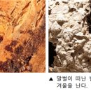 (山 바보) 31. 숲의 오작교 곤충, 한 곳에서 꼼짝하지 않고 이미지