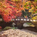 내장산 단풍생태공원 이미지