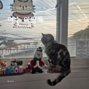 독 | 여수 아잉독 내돈내산 후기｜강아지·고양이·라쿤까지 만나는 동물카페