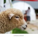 봉화목장 이미지