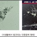 (주) 엘리시움파트너스
