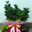 삼정이용원