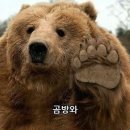 데굴데굴 이미지
