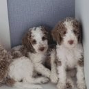 스탠푸켄넬 이미지