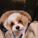 키스더도그/아르테미스 이미지