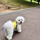 털로덮인친구들 애견유치원&애견호텔 수원시청역점 이미지