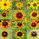 루드베키아 이미지