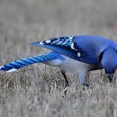 파랑까치 (Blue Jay, 아메리칸 어치) 이미지