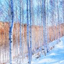 자작나무 숲 이미지