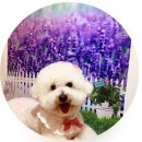 애견미용 | 주안애견미용 찾다가 반해버린 곳! 모찌도 만족한 주안애견미용 후기 🐶✂️