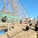 닭세상농장 이미지