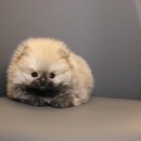 미스터앤 미세스멍 원주점 | 포메라니안분양 넌 감동이야!