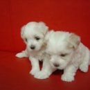 예쁜강아지 이미지