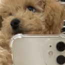 견생일기 이미지