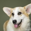 땡큐댕댕 이미지