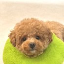 코리아펫 | 5분 완성 강아지 화식 밀키트 더펫코리아 펫키트 후기 &amp; 급여 방법