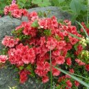 번영제2목장 이미지