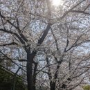 flowering season 이미지