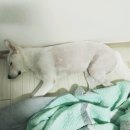 댕댕이미용 이미지