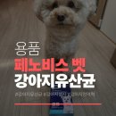 찬`s 동물병원 | 동물병원 추천 강아지 유산균, 설사와 면역력 동시에 잡은 비결