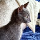 의정부강아지분양 고양이분양 마이펫브로 의정부점 이미지