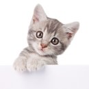 도담동물의료센터동물병원 이미지