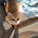 라온캐터리 | 라온캐터리, 분양후기, 기농이