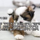 그레이동물의료센터
