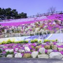 산청군 생초 꽃잔디 축제 2024.4.17 이미지