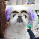 안양펫애견용품할인마트 네이버블로그