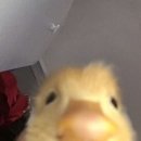 시에라오리지널