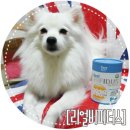 (주)에스틴 | [리얼비피더스] 두 번째 이야기, 반려동물 전용 프로바이오틱스 :: 에스틴 &#39;리얼비피더스&#39; 체험후기