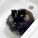 로얄플라잉 이미지