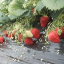 무내미농장 이미지