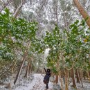 장흥골프랜드 | 전남 장흥 가볼만한곳 여행 정남진 편백숲 우드랜드 편백나무숲