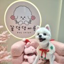 꽃댕댕싸롱 이미지