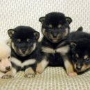 이누(Inu)