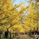 온천강변길2 | 🍂 2025 홍천 은행나무숲 완벽 가이드