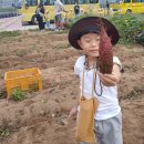 고구마캐기체험