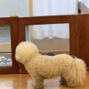 아우어패밀리 | 계양구 계산동 애견미용전문 아우어패밀리 비숑 위생미용 후기