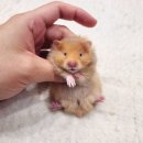 달펫 소동물샵 이미지