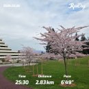 [우당탕탕 밴쿠버+123] 3월 넷째 주 일상 - Cherry Blossom Season