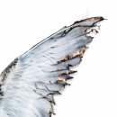 이카로스 이미지