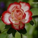 사랑초요양원 | 사랑초실버홈케어 서울 용산구의 믿음직한 요양원