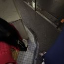 진보퍼피 이미지