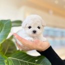 불당4로 이미지