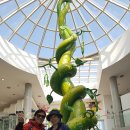 녹차분재로 이미지