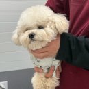 퍼피캣동물병원 | 서울 노원 골드퍼피동물병원 공릉점에서 강아지백신 코로나 켄넬코프 백신 맞고 온 후기